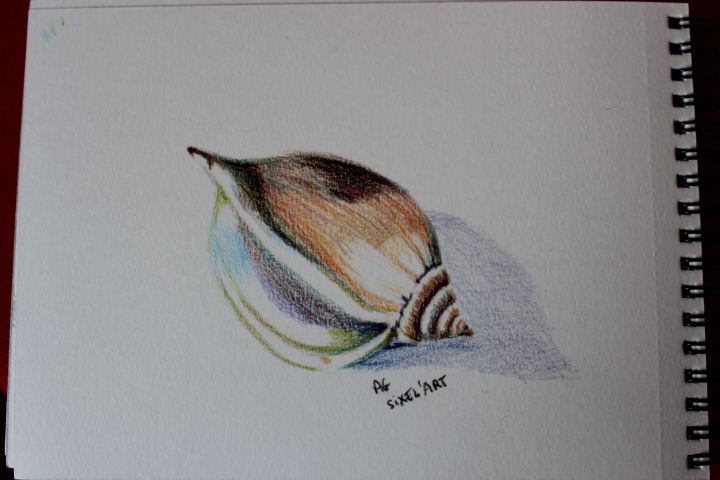 Un coquillage aux crayons de couleur de Audrey le 18 décembre 2022