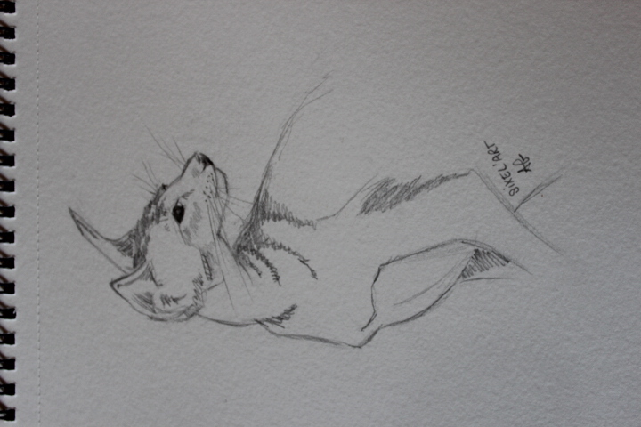 Dessiner le portrait d'un chat de Audrey le 18 décembre 2022