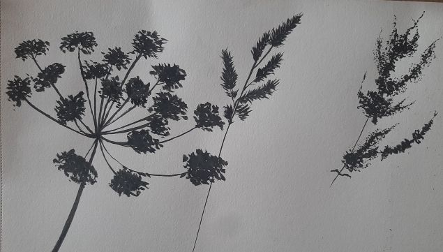Dessiner des Herbes folles à l'encre de Janick le 26 décembre 2022