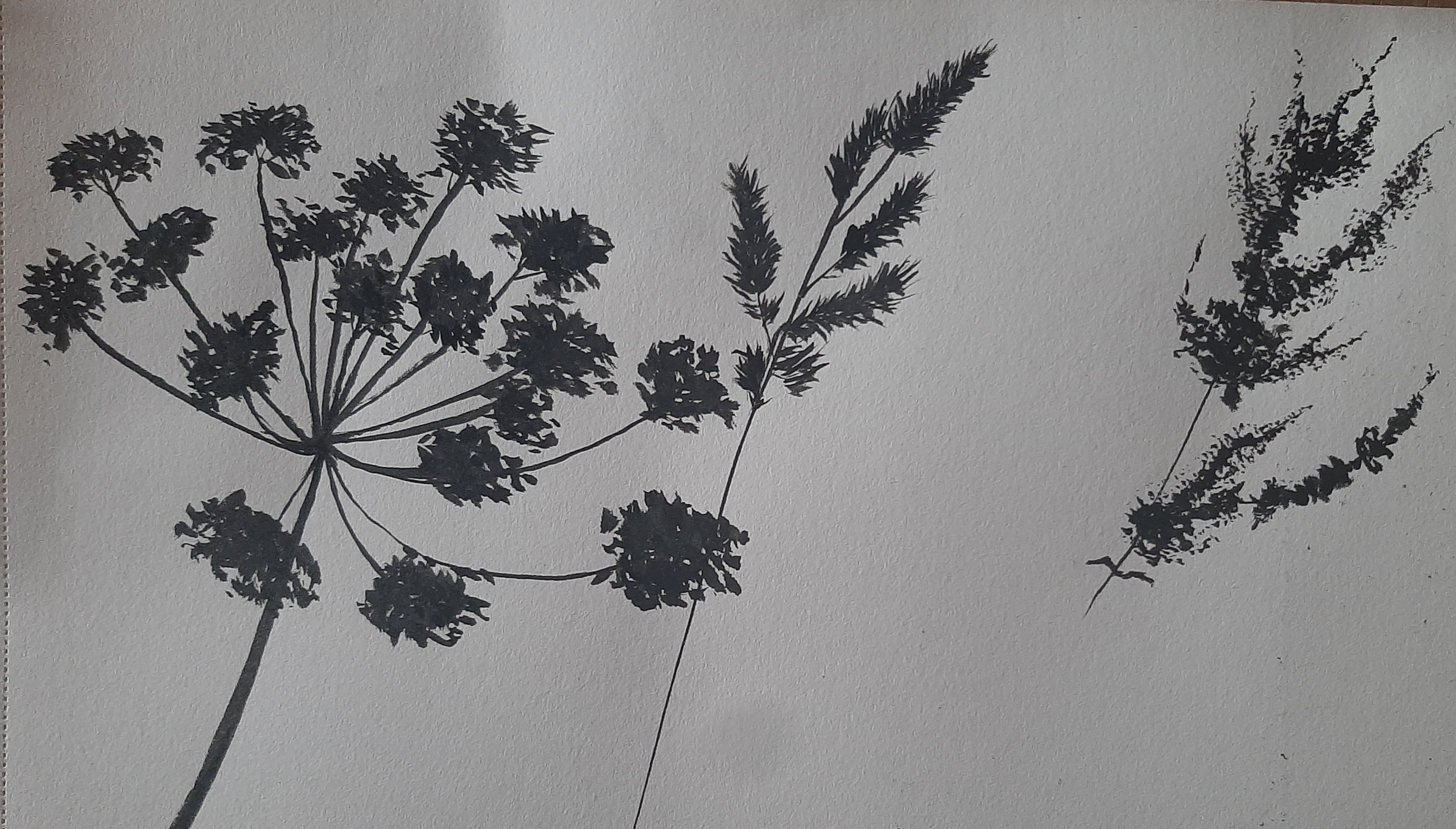 Dessiner des Herbes folles à l'encre de Janick le 26 décembre 2022