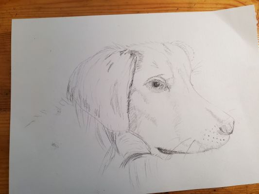 Dessiner une tête de chien de Nathalie le 28 février 2023