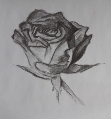 Dessiner une rose de Muriel le 14 mars 2023
