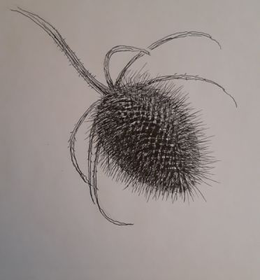 Dessiner un chardon de Muriel le 18 mars 2023