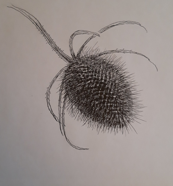 Dessiner un chardon de Muriel le 18 mars 2023