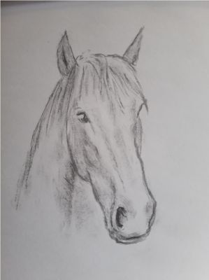 Croquer la tête d'un cheval de Muriel le 20 mars 2023