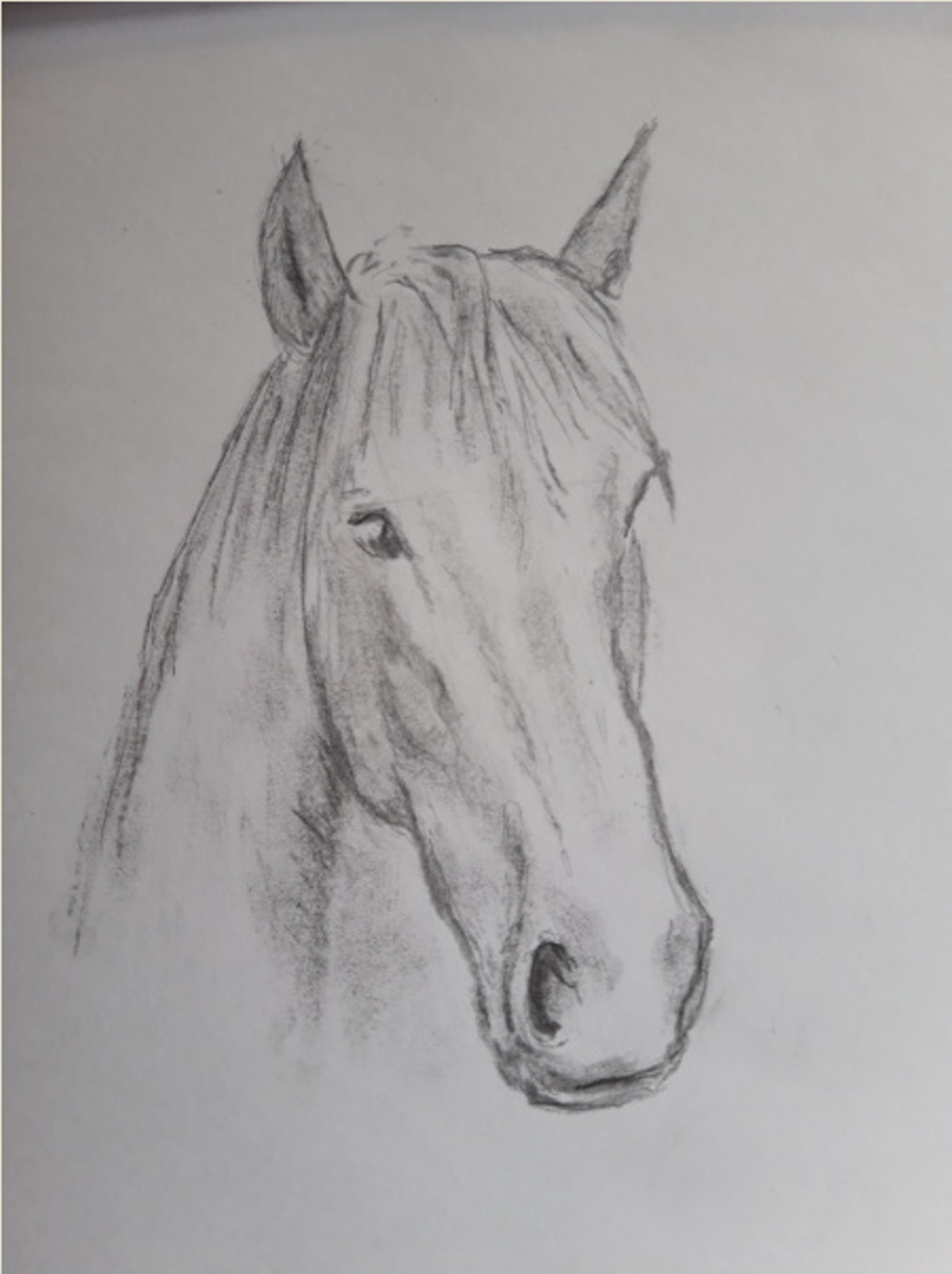 Croquer la tête d'un cheval de Muriel le 20 mars 2023