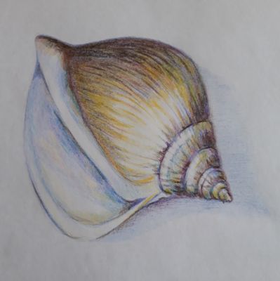 Un coquillage aux crayons de couleur de Muriel le 02 avril 2023