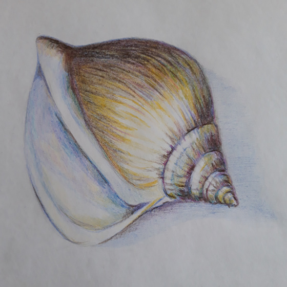 Un coquillage aux crayons de couleur de Muriel le 02 avril 2023