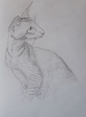 Dessiner le portrait d'un chat de Muriel le 10 avril 2023