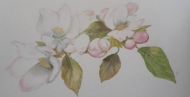 Concours de Printemps : Coloriage de Printemps de Marie ange le 29 avril 2023