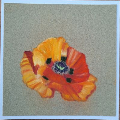 Fleur de Pavot en gros Plan au Pastel de Anne-marie le 05 juillet 2023