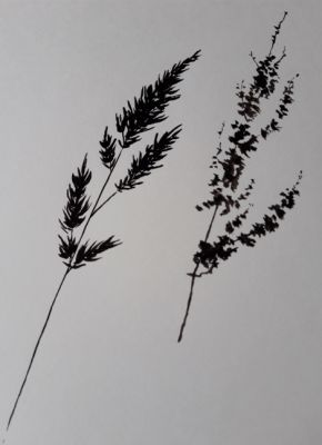 Dessiner des Herbes folles à l'encre de Muriel le 11 septembre 2023