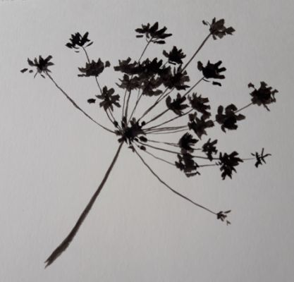Dessiner des Herbes folles à l'encre de Muriel le 11 septembre 2023