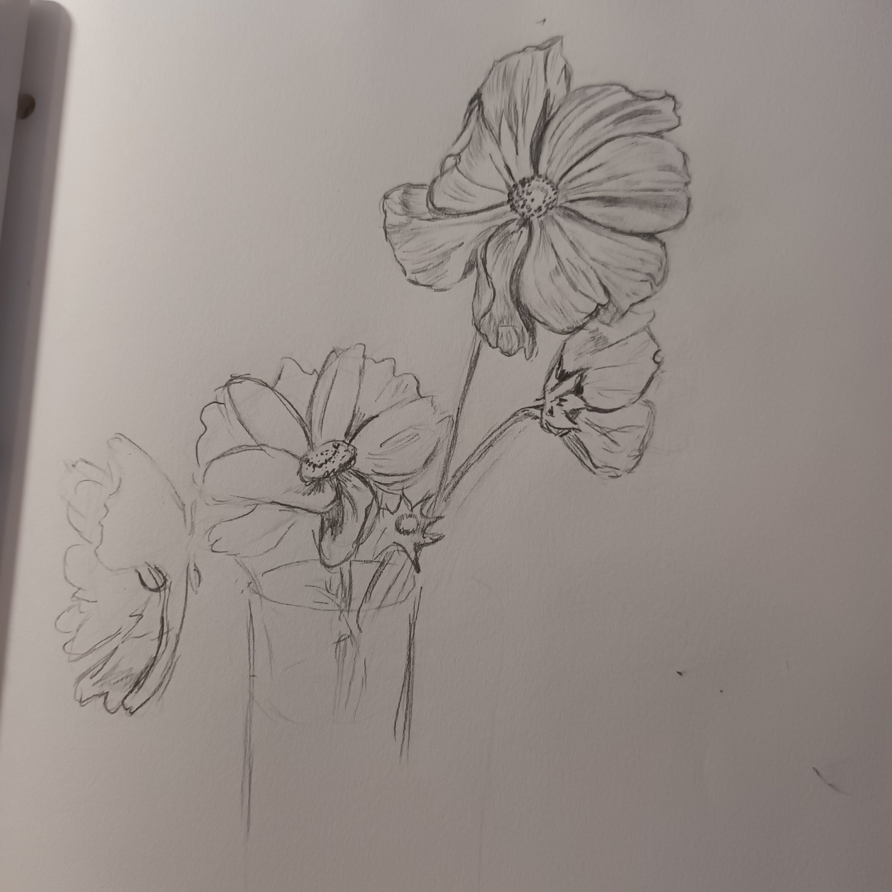 Dessiner des Cosmos de Annie le 05 novembre 2023