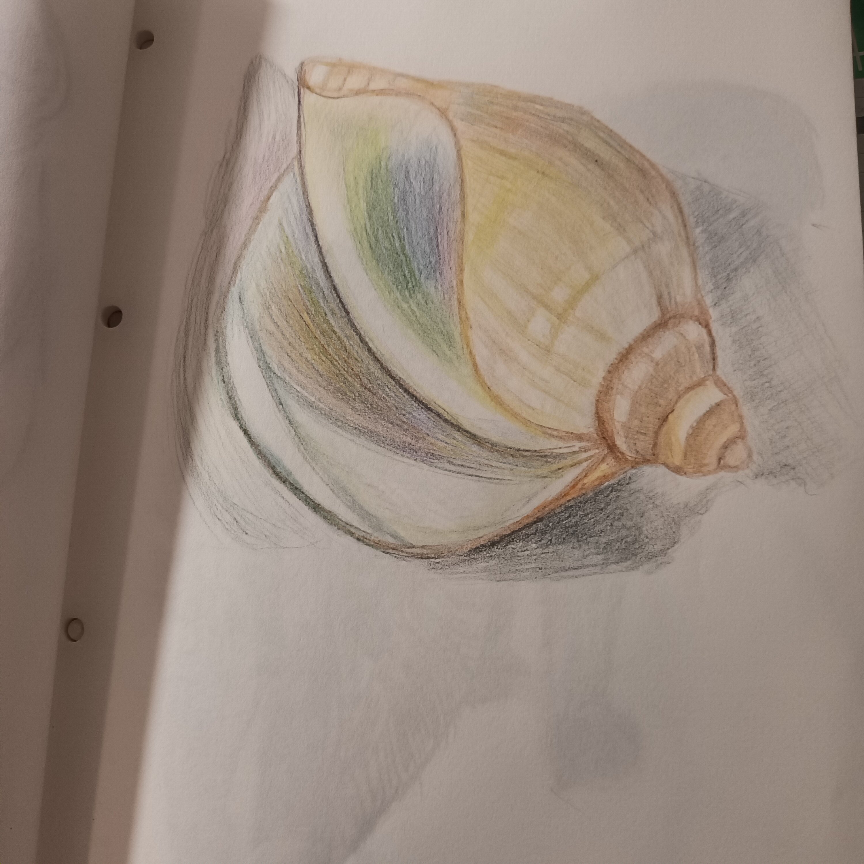 Un coquillage aux crayons de couleur de Annie le 09 décembre 2023