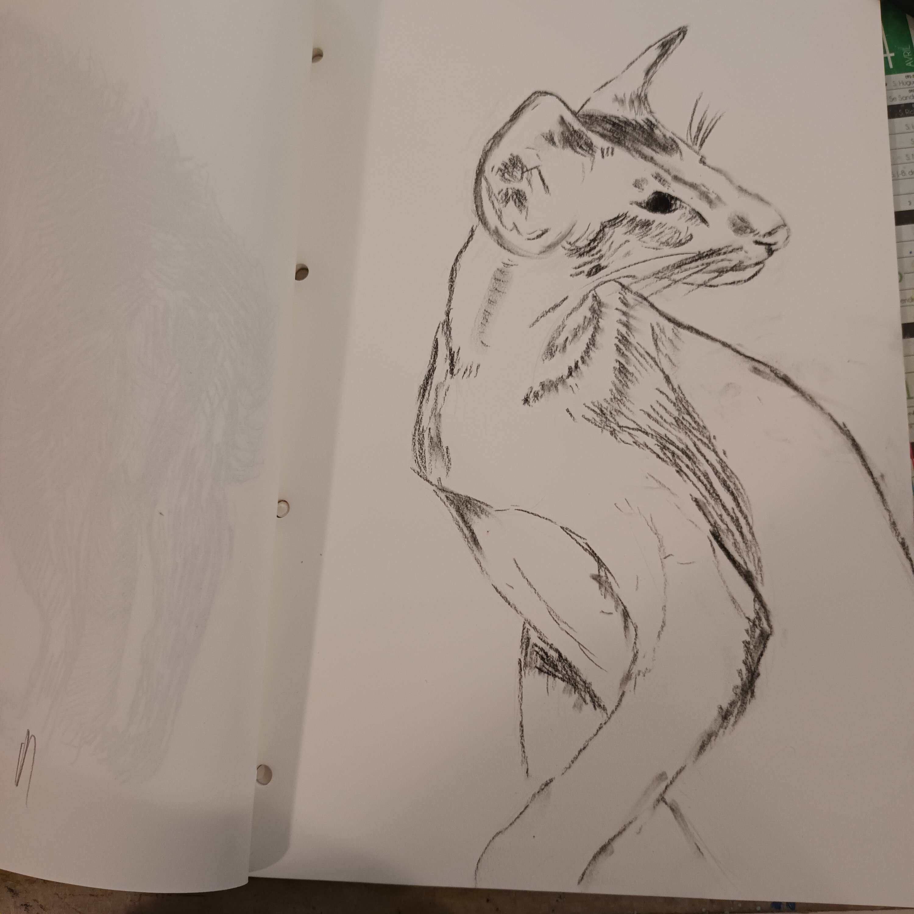 Dessiner le portrait d'un chat de Annie le 09 décembre 2023
