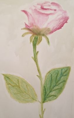 Un bouquet de roses à l'Aquarelle de Dominique le 18 avril 2024