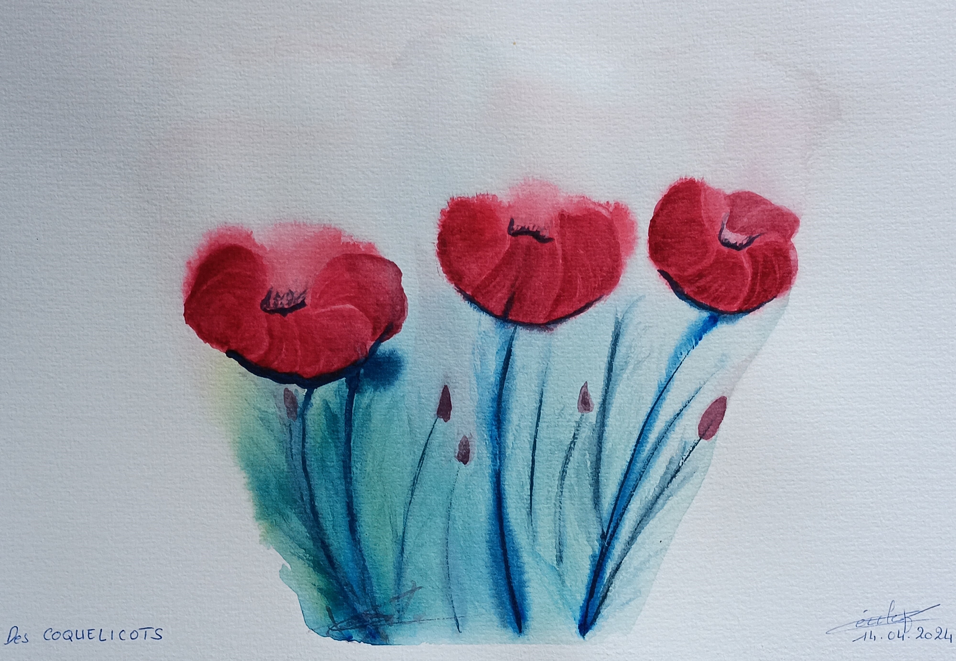 Dessiner des coquelicots à l'Aquarelle de Cécile le 26 avril 2024