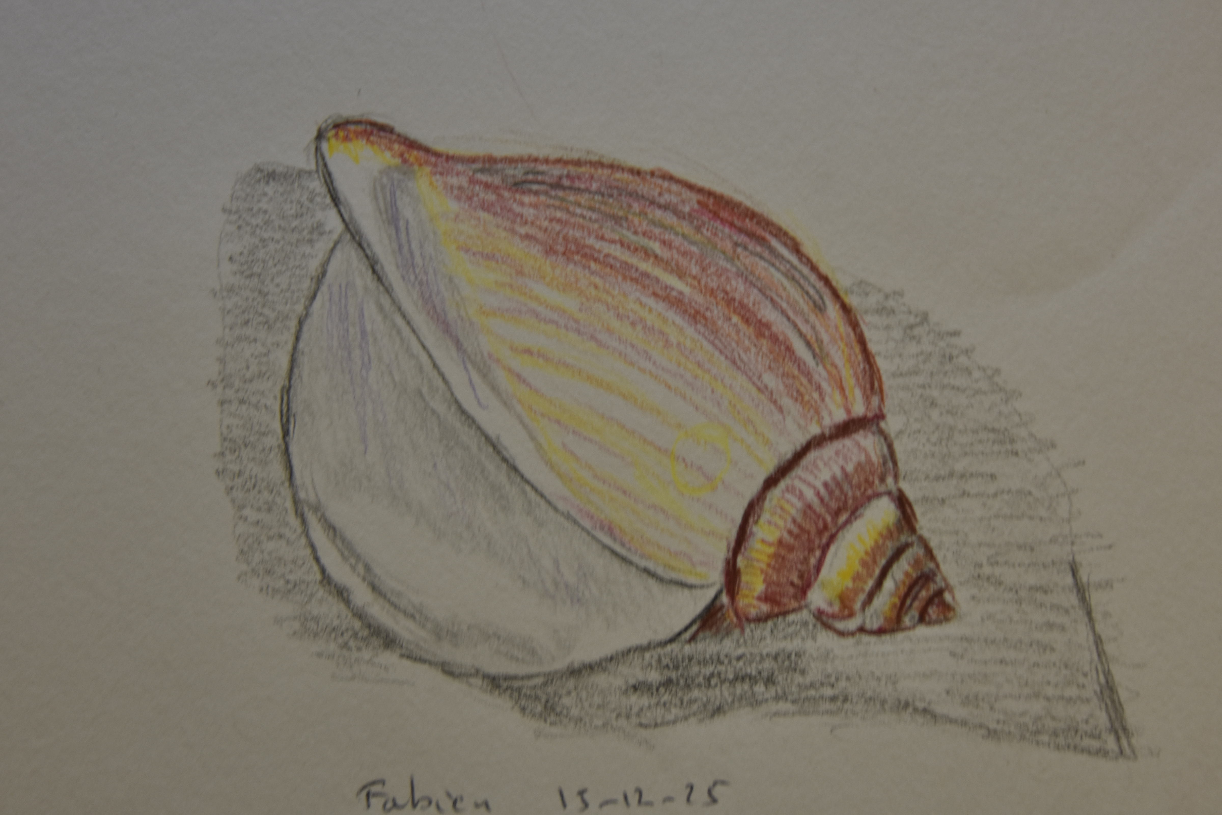 Un coquillage aux crayons de couleur de Fabien le 15 décembre 2025
