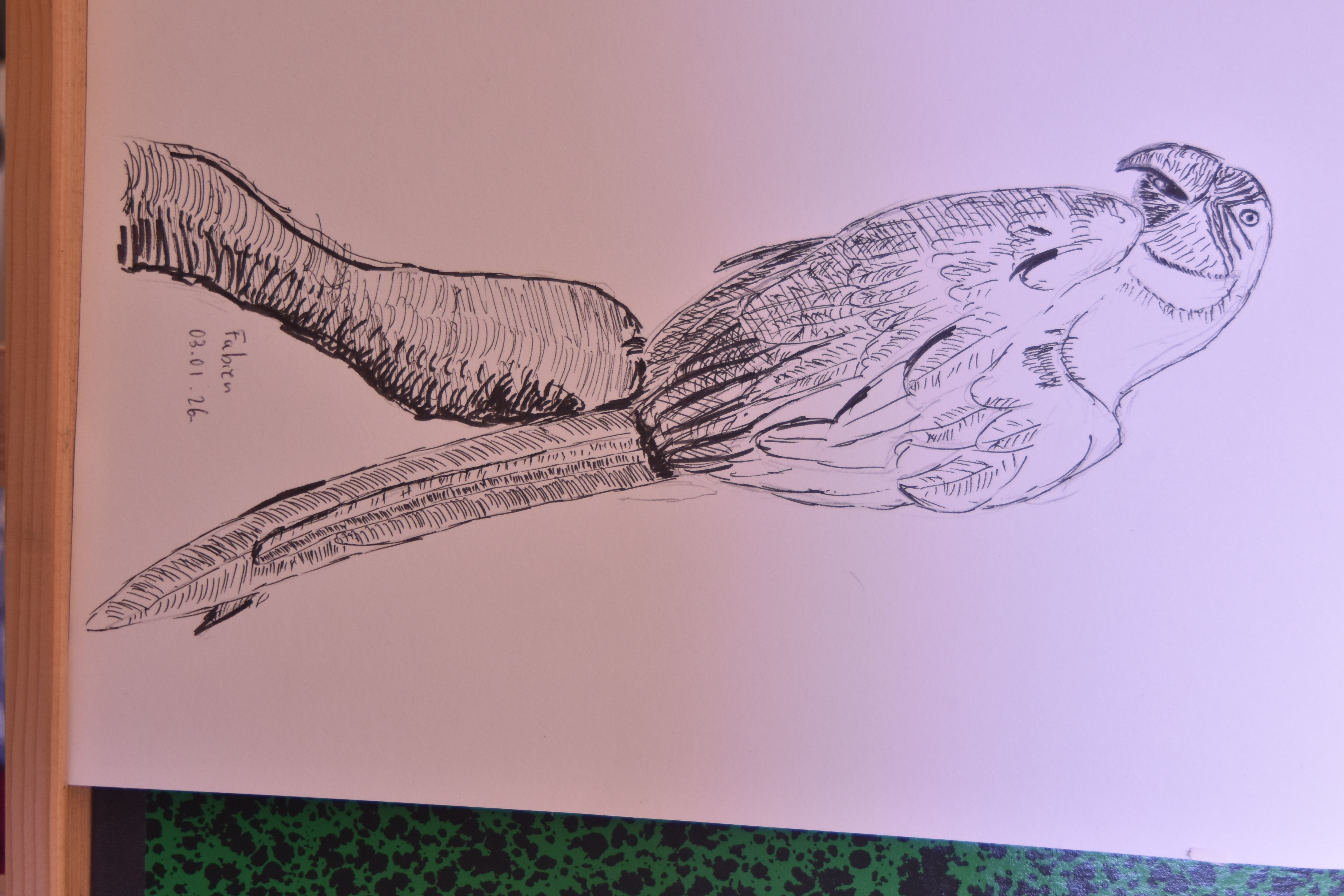 Dessiner un Perroquet de Fabien le 03 janvier 2026
