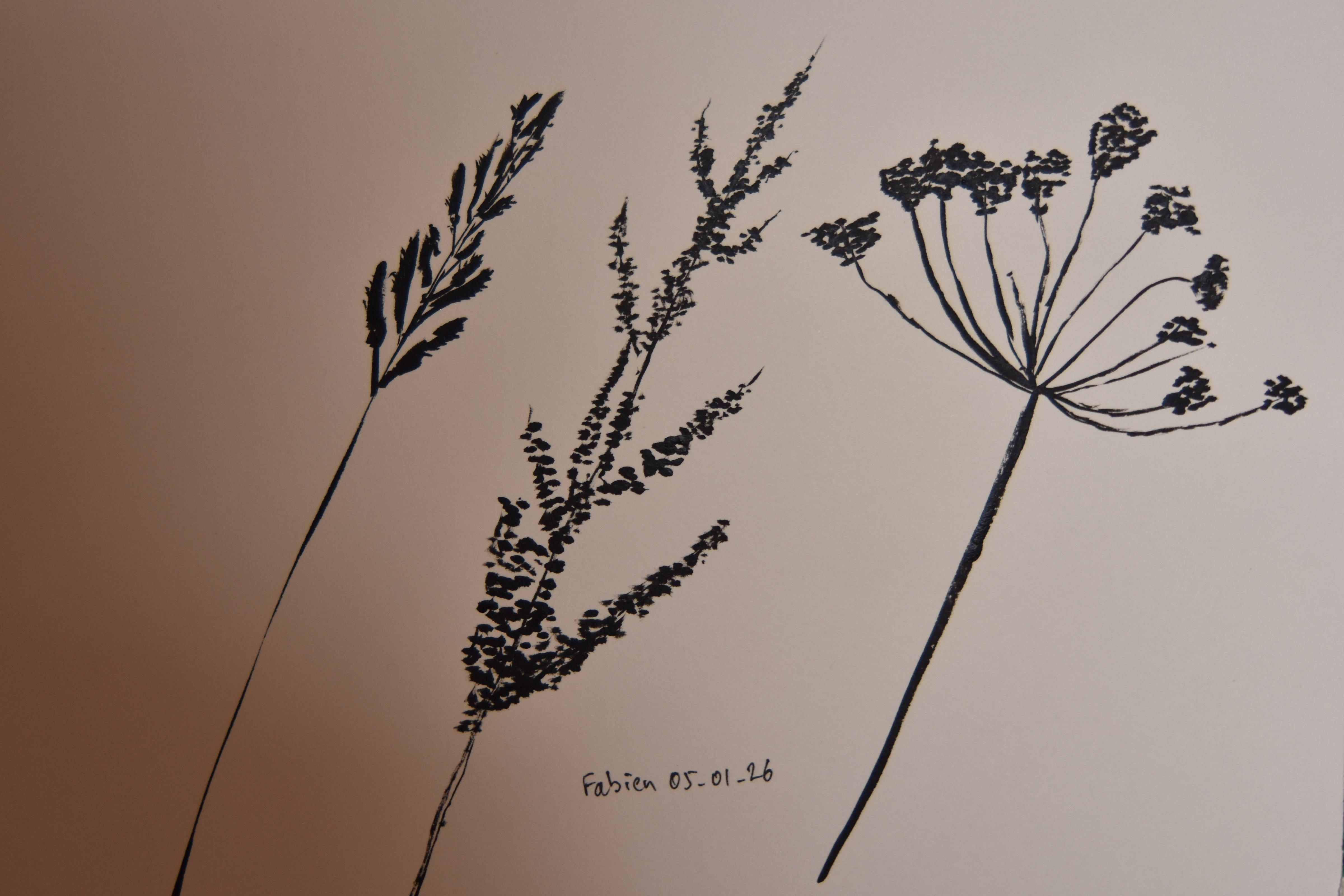 Dessiner des Herbes folles à l'encre de Fabien le 05 janvier 2026